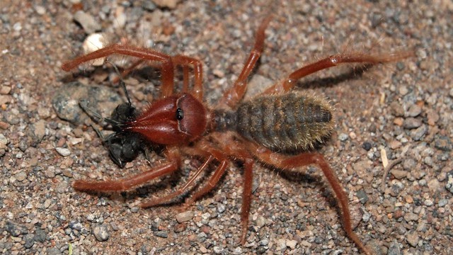   Camel spider, the fearsome predator of the desert - Photo 1.