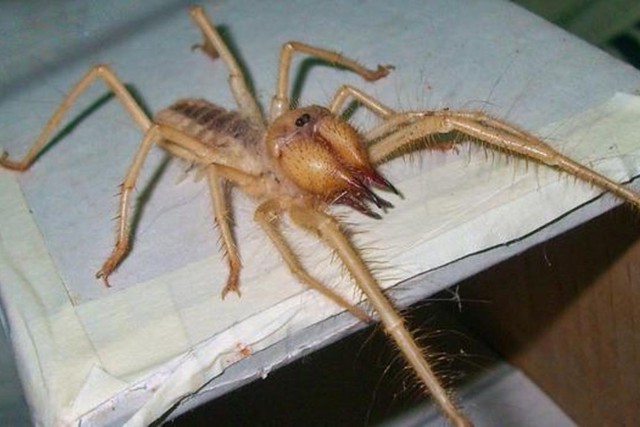   Camel spider, the fearsome predator of the desert - Photo 4.