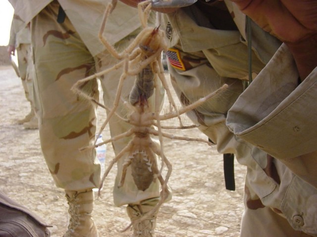   Camel spider, the fearsome predator of the desert - Photo 5.