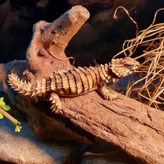 Thằn lằn Armadillo, loài rồng bên ngoài đời thực - Ảnh 11.