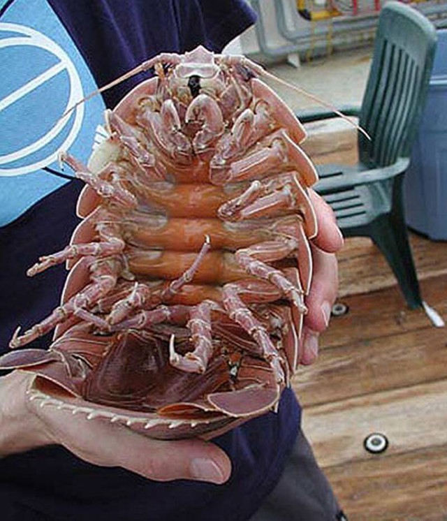 Nhìn như một con bọ khổng lồ, nhưng trên thực tế chúng lại là sinh vật sống dưới biển sâu - Ảnh 2.