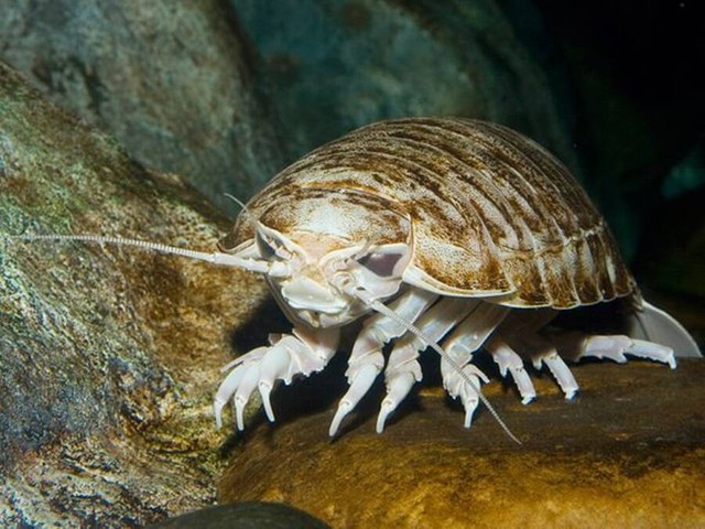 Nhìn như một con bọ khổng lồ, nhưng trên thực tế chúng lại là sinh vật sống dưới biển sâu - Ảnh 3.