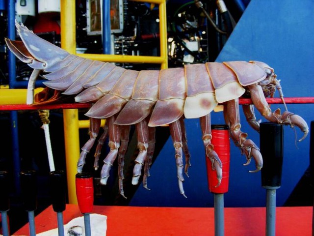 Nhìn như một con bọ khổng lồ, nhưng trên thực tế chúng lại là sinh vật sống dưới biển sâu - Ảnh 5.