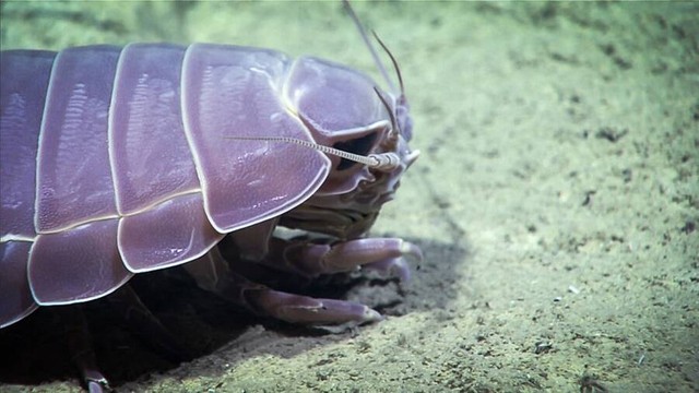 Looks like a giant beetle, but in fact they are creatures living in the deep sea - Photo 6.