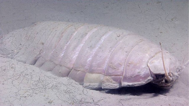 Nhìn như một con bọ khổng lồ, nhưng trên thực tế chúng lại là sinh vật sống dưới biển sâu - Ảnh 8.
