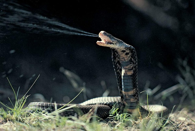 Why did some snakes evolve to spit out venom?  - Photo 8.
