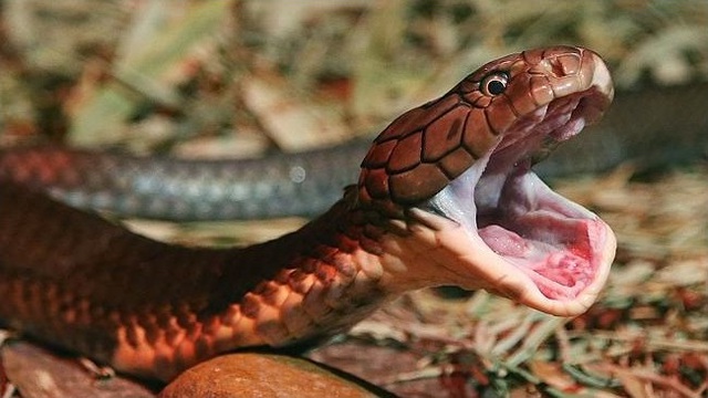 Why did some snakes evolve to spit out venom?  - Photo 4.