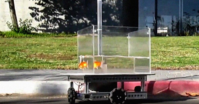 Scientists have built a special aquarium so that goldfish can walk on the street like cats and dogs - Photo 1.