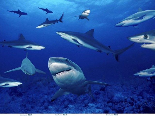 The shark, the most ferocious creature in the ocean, is now on the verge of extinction!  - Photo 1.