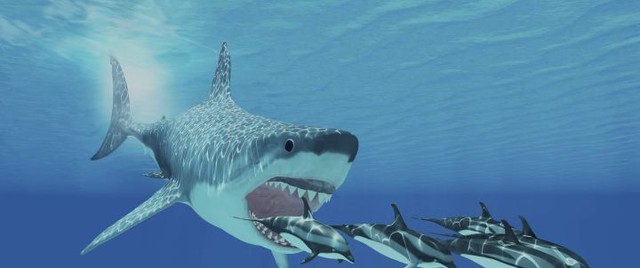Loài cá mập, sinh vật hung dữ nhất đại dương hiện đang trên đà tuyệt chủng! - Ảnh 4.