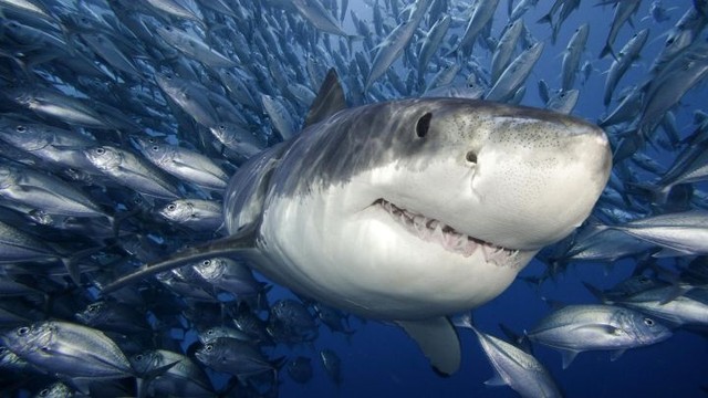 The shark, the most ferocious creature in the ocean, is now on the verge of extinction!  - Photo 3.