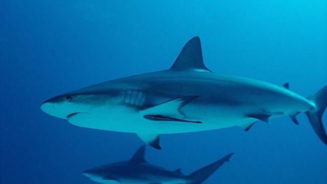 Loài cá mập, sinh vật hung dữ nhất đại dương hiện đang trên đà tuyệt chủng! - Ảnh 2.