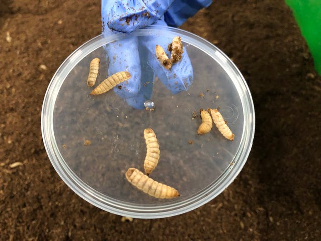 Bên trong trang trại công nghệ cao chuyên nuôi ấu trùng ruồi để lấy protein - Ảnh 8.