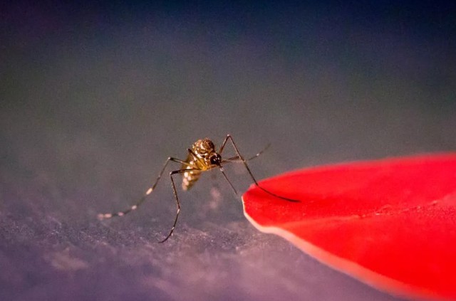 Nghiên cứu mới tiết lộ màu áo nào dễ thu hút muỗi nhiều nhất - Ảnh 2.