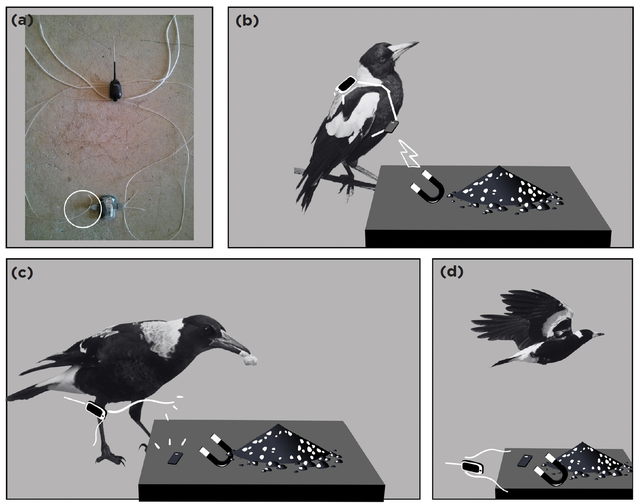 Magpies help each other remove tracking devices, making scientists stunned - Photo 4.