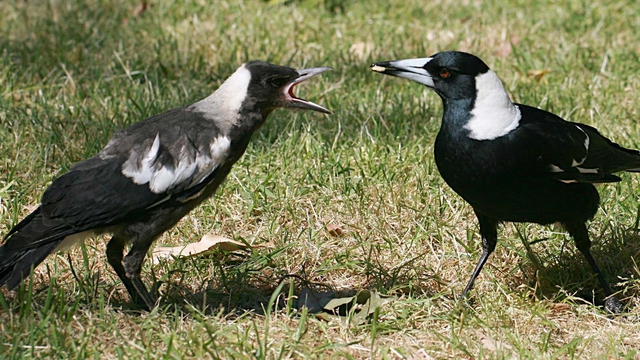 Magpies help each other remove tracking devices, making scientists stunned - Photo 1.