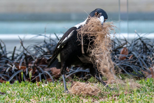 Magpies help each other remove tracking devices, shocking scientists - Photo 2.