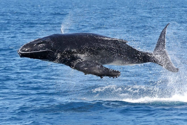 Good news from Australia: new discovery allows humpback whales to leave the list of threatened animals - Photo 2.