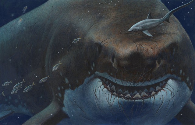 Các nhà khoa học xác nhận họ chẳng biết siêu cá mập Megalodon thật sự trông như thế nào - Ảnh 2.