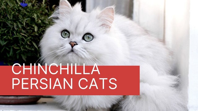 Chinchilla - The cat with the largest eyes in the world - Photo 5.
