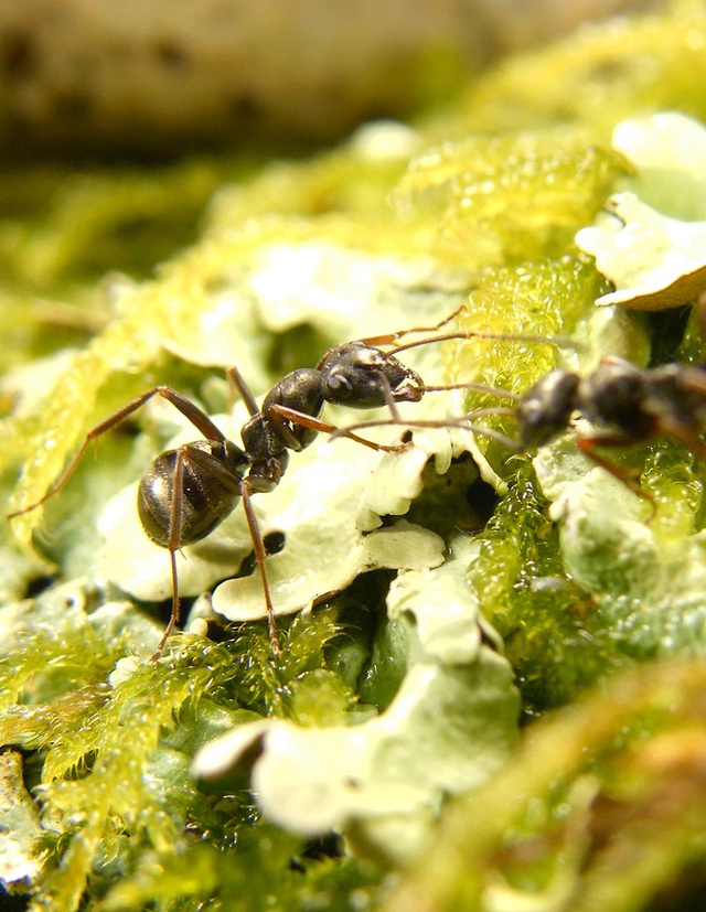 New research shows dog-like auditory ants have the potential to sniff out cancer cells - Photo 1.