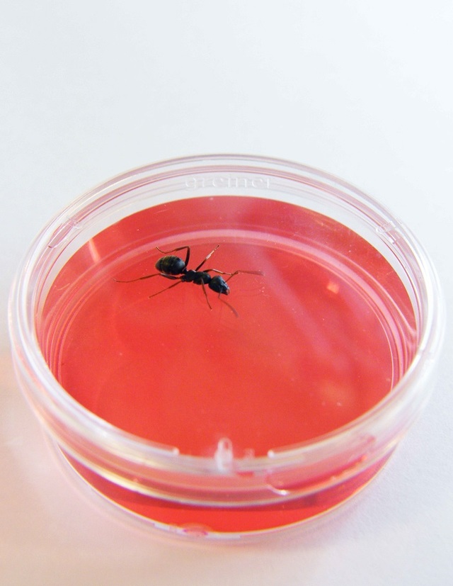 New research shows dog-like auditory ants have the potential to sniff out cancer cells - Photo 2.