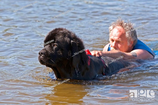 This is a dog with a tradition of saving people from drowning, except for one that pushes children into the river - Photo 3.