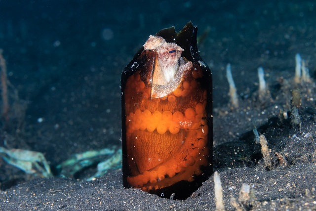 Too much garbage on the seabed, octopuses now prefer to make a home in garbage rather than coral and snail shells - Photo 8.