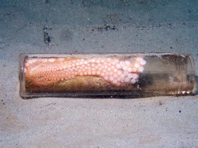 Too much garbage on the seabed, octopuses now prefer to make a home in garbage rather than coral and snail shells - Photo 2.