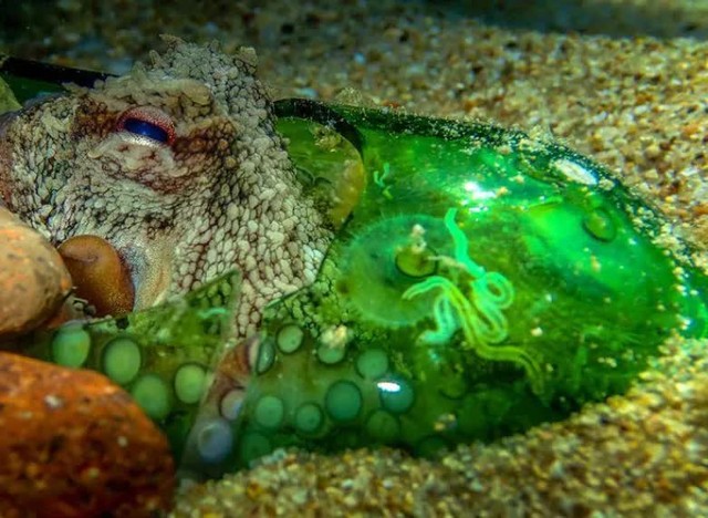 Too much garbage on the seabed, octopus now prefer to make a home in garbage rather than coral and snail shells - Photo 7.