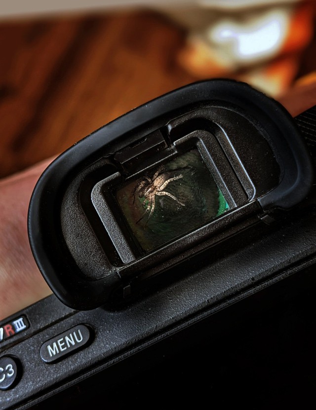 The photographer discovered the spider living in the camera viewfinder, decided to 