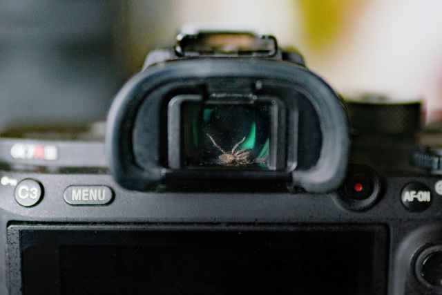 The photographer discovered the spider living in the camera viewfinder, decided to 