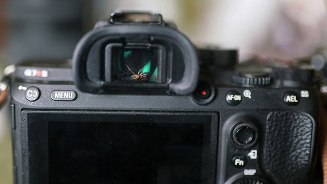 The photographer discovered the spider living in the camera viewfinder, decided to 