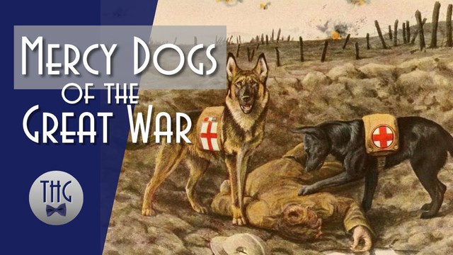 Mercy dog - Những người hùng thầm lặng trong Thế chiến thứ nhất - Ảnh 6.