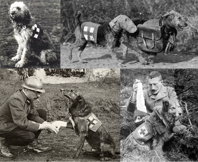 Mercy dog - Những người hùng thầm lặng trong Thế chiến thứ nhất - Ảnh 1.