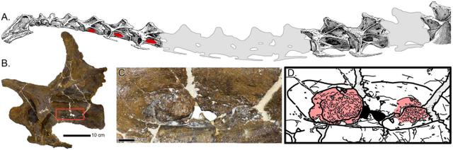 New research shows that dinosaurs also got 'colds'!  - Photo 2.