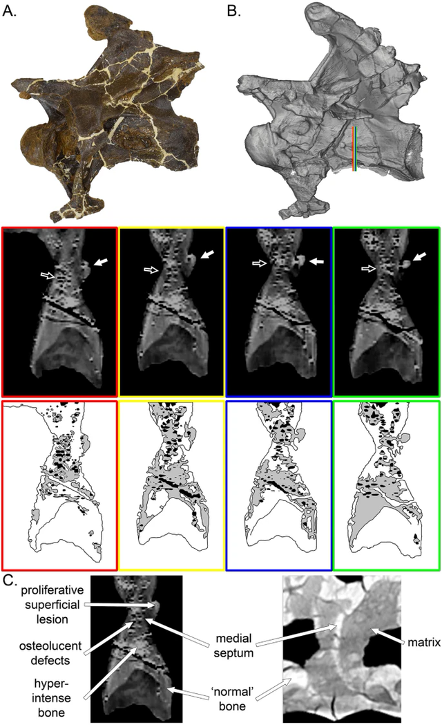 New research shows that dinosaurs also got 'colds'!  - Photo 3.