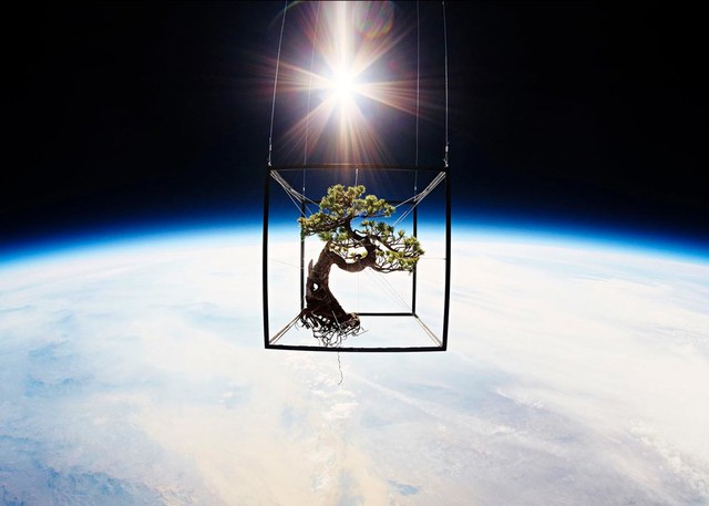 Azuma Makoto, người tiên phong trong dự án đưa cây ra ngoài vũ trụ - Ảnh 2.