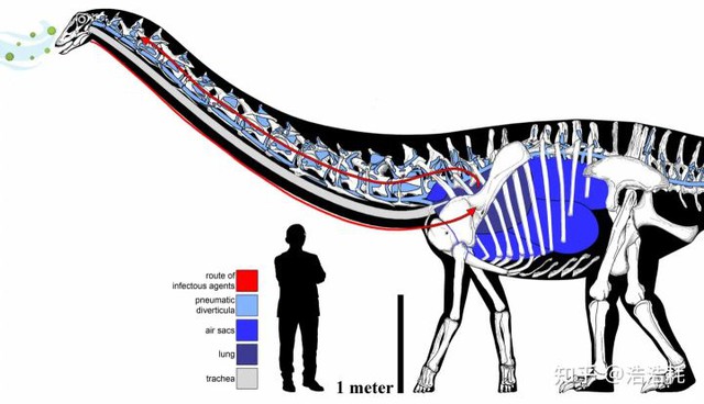 New research shows that dinosaurs also got 'colds'!  - Photo 4.