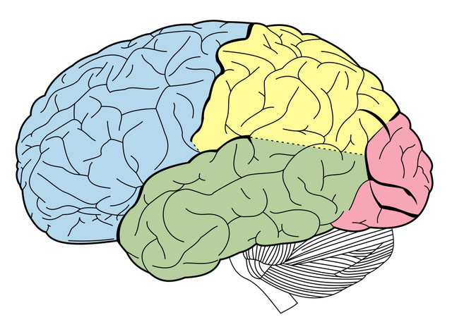 "The brain is a quantum computer that creates mathematical illusions on its own" 1 1024px lobesofthebrainnlsvg 1648117814527371038166