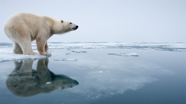 Tại sao có gấu Bắc Cực mà không có gấu Nam Cực? - Ảnh 3.
