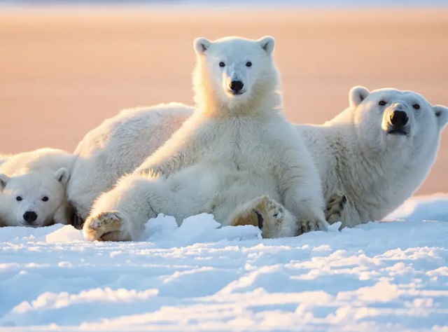 Tại sao có gấu Bắc Cực mà không có gấu Nam Cực? - Ảnh 4.