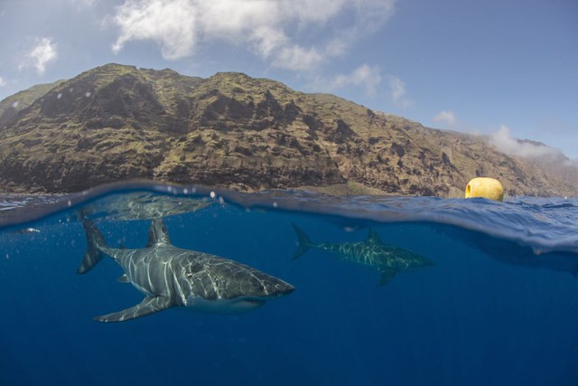 Discovered the hunting group of great white sharks in Mexico - Photo 1.