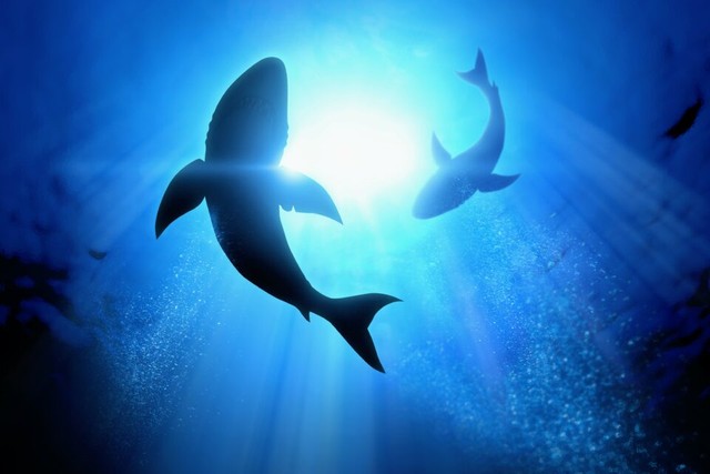 Phát hiện đàn cá mập trắng lớn săn mồi ở Mexico - Ảnh 2.