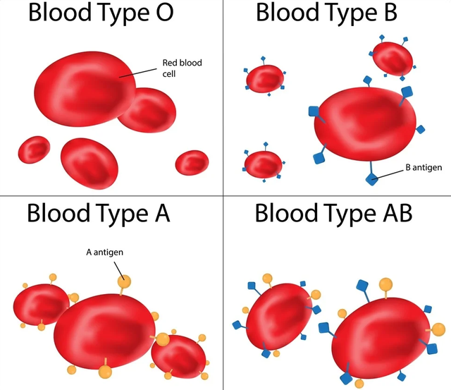 Why do we have different blood types?  - Photo 2.