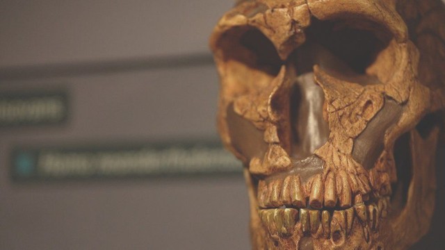 Sự tuyệt chủng của người Neanderthal không phải do tổ tiên chúng ta gây ra trong một sớm một chiều! - Ảnh 1.
