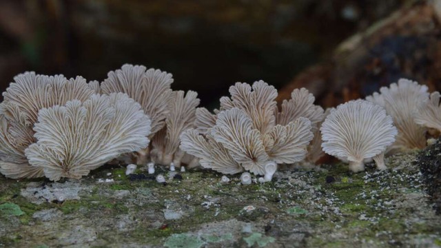 Similar to human language, mushrooms can signal with many words to 'talk' to each other - Photo 1.