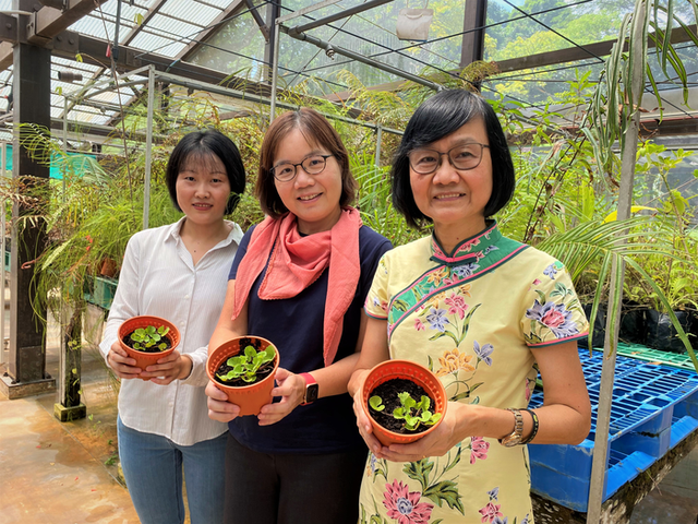 Singapore scientists made a list of tropical plants that effectively detoxify the soil, including gotu kola and ferns - Photo 1.