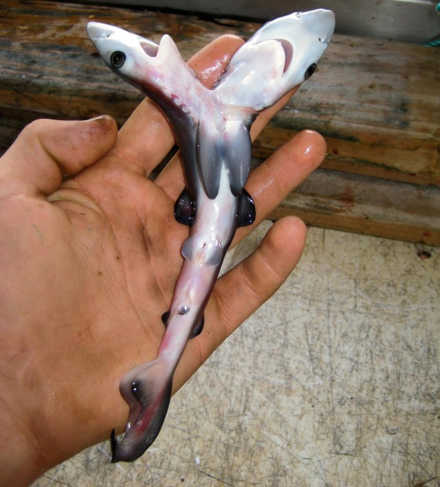 Two-headed sharks are appearing more and more and no one knows why - Photo 1.