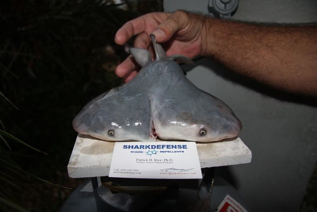 Two-headed sharks are appearing more and more and no one knows why - Photo 2.